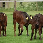 Auf Janssen Farmház *